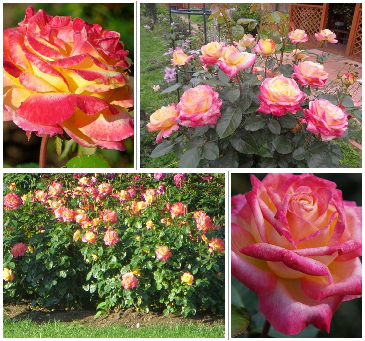 Oriental Peace róże wielkokwiatowe